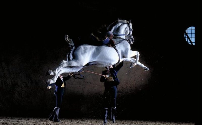 Mejores Destinos para Viajar en Noviembre; Caballos Bailando Jerez